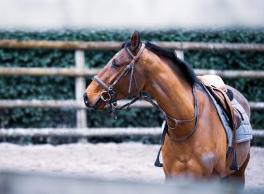 Ile kalorii można spalić podczas jazdy konnej?
